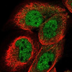 DCAF11 Antibody, Novus Biologicals 25 &mu;L; Unlabeled:Antibodies, Polyclonal